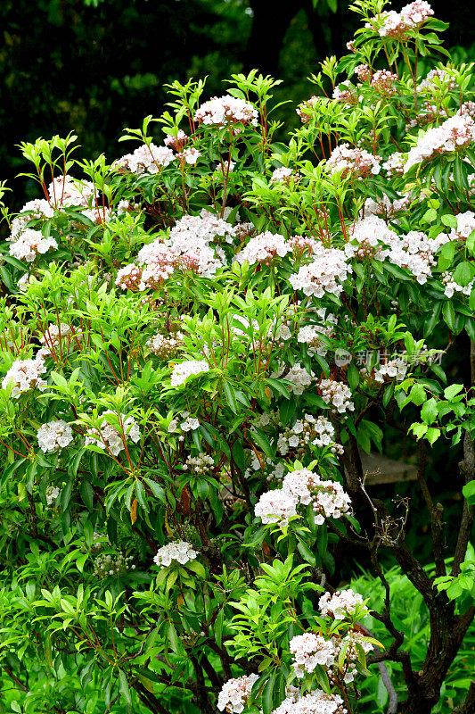 大叶菖蒲/山桂花